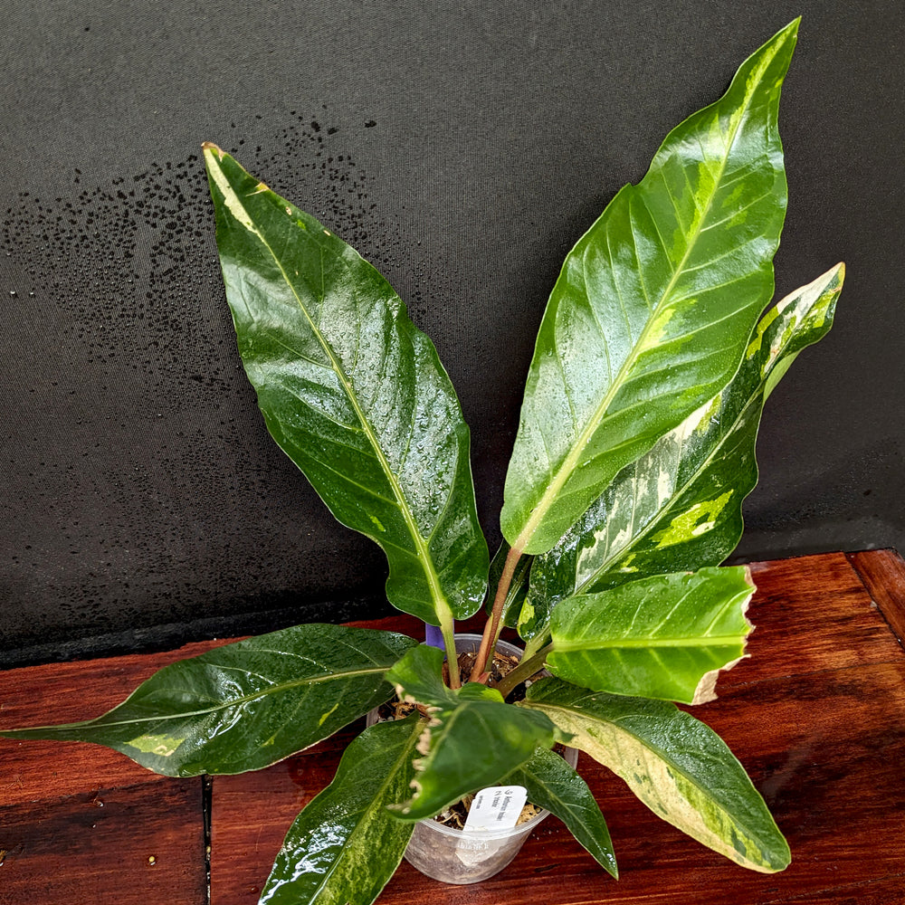 
                      
                        Anthurium Renaissance variegated - Exact Plant 10/06/23
                      
                    