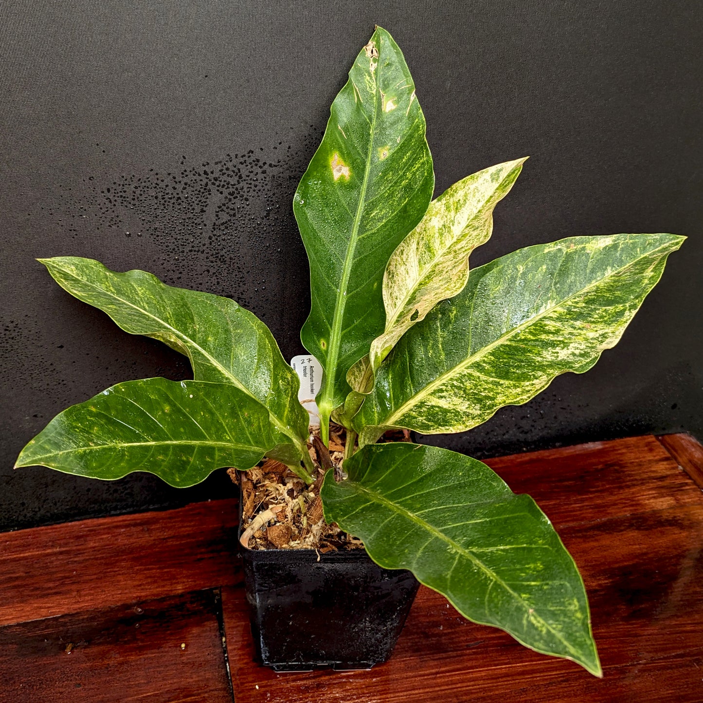 Anthurium Renaissance variegated - Exact Plant 10/06/23