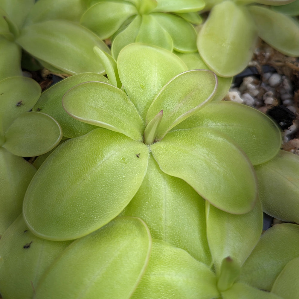 
                      
                        Pinguicula zecheri mexican butterwort, Butterwort, carnivorous plant, gnat eating plant, beginner plant, fungus gnat eating plant, easy to grow, ping, Mexican butterwort, ping plant.
                      
                    