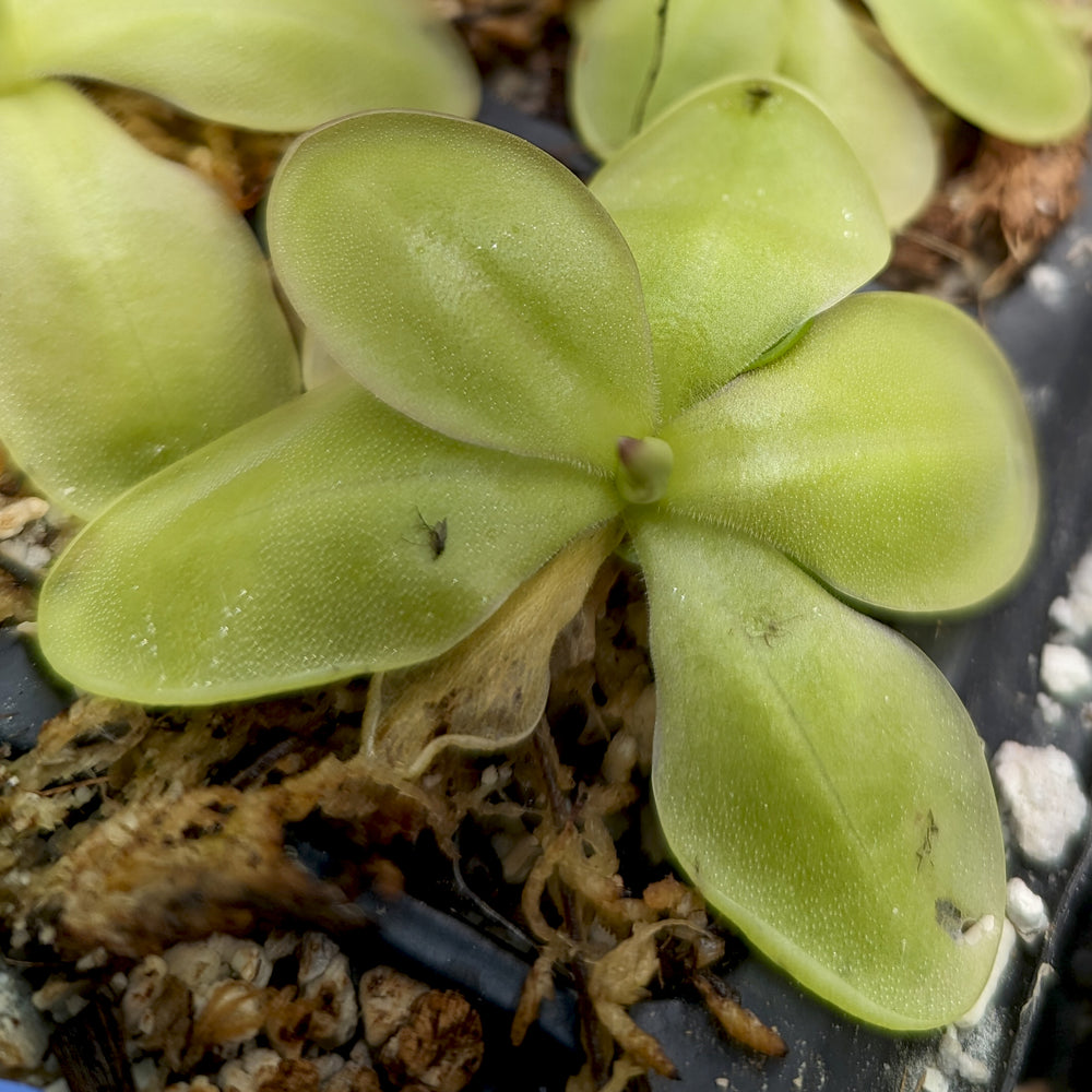 
                      
                        Pinguicula zecheri mexican butterwort, Butterwort, carnivorous plant, gnat eating plant, beginner plant, fungus gnat eating plant, easy to grow, ping, Mexican butterwort, ping plant.
                      
                    