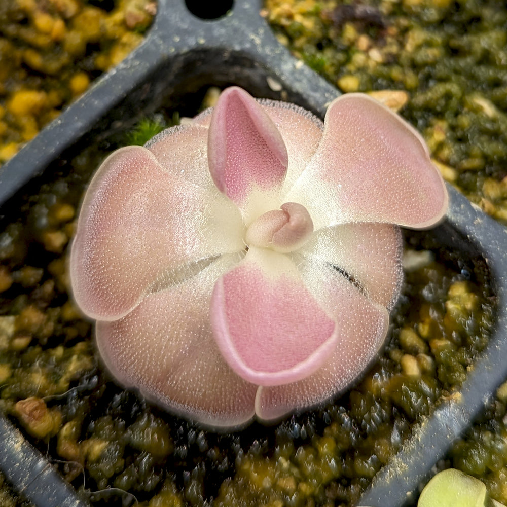 
                      
                        Pinguicula 'Sethos' Butterwort
                      
                    