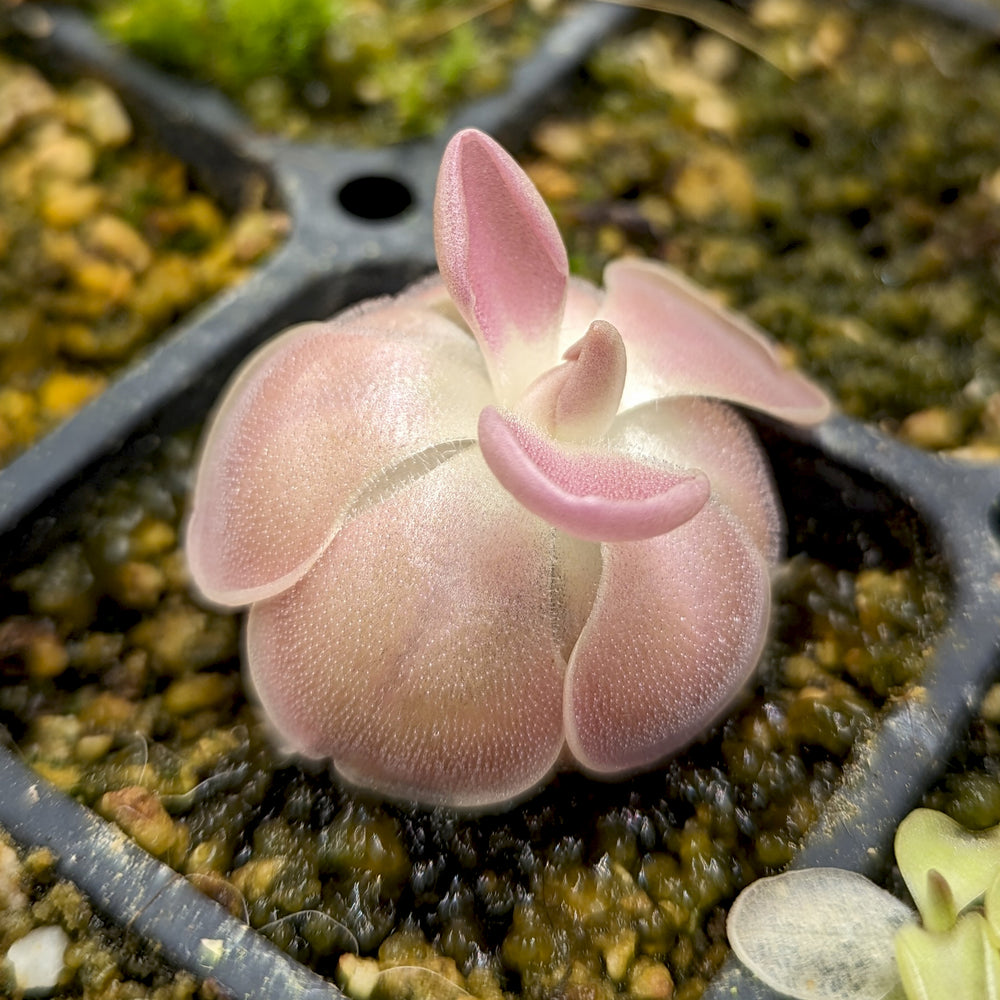 
                      
                        Pinguicula 'Sethos' Butterwort
                      
                    