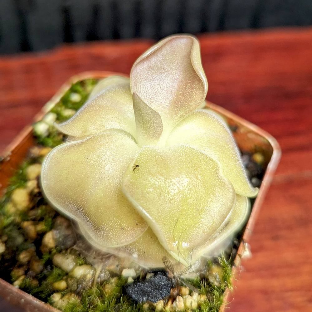 
                      
                        Pinguicula 'Sethos' Butterwort
                      
                    