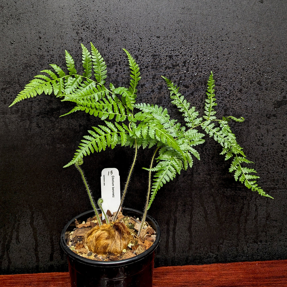 
                      
                        Cibotium barometz, Golden Chicken Fern, Woolly Fern
                      
                    