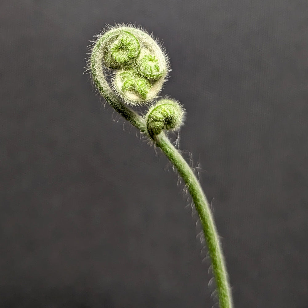 
                      
                        Cibotium barometz, Golden Chicken Fern, Woolly Fern
                      
                    