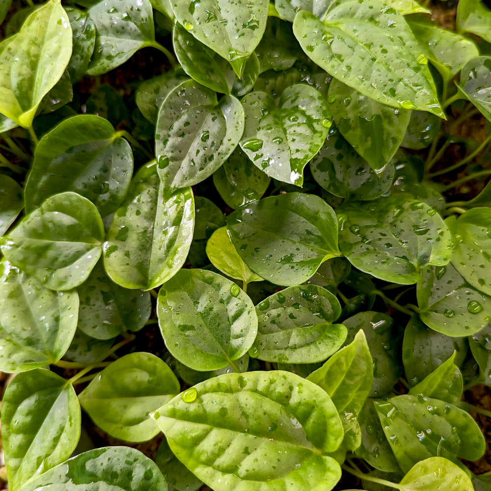 
                      
                        Anthurium magnificum x debilis, CAR-0369
                      
                    