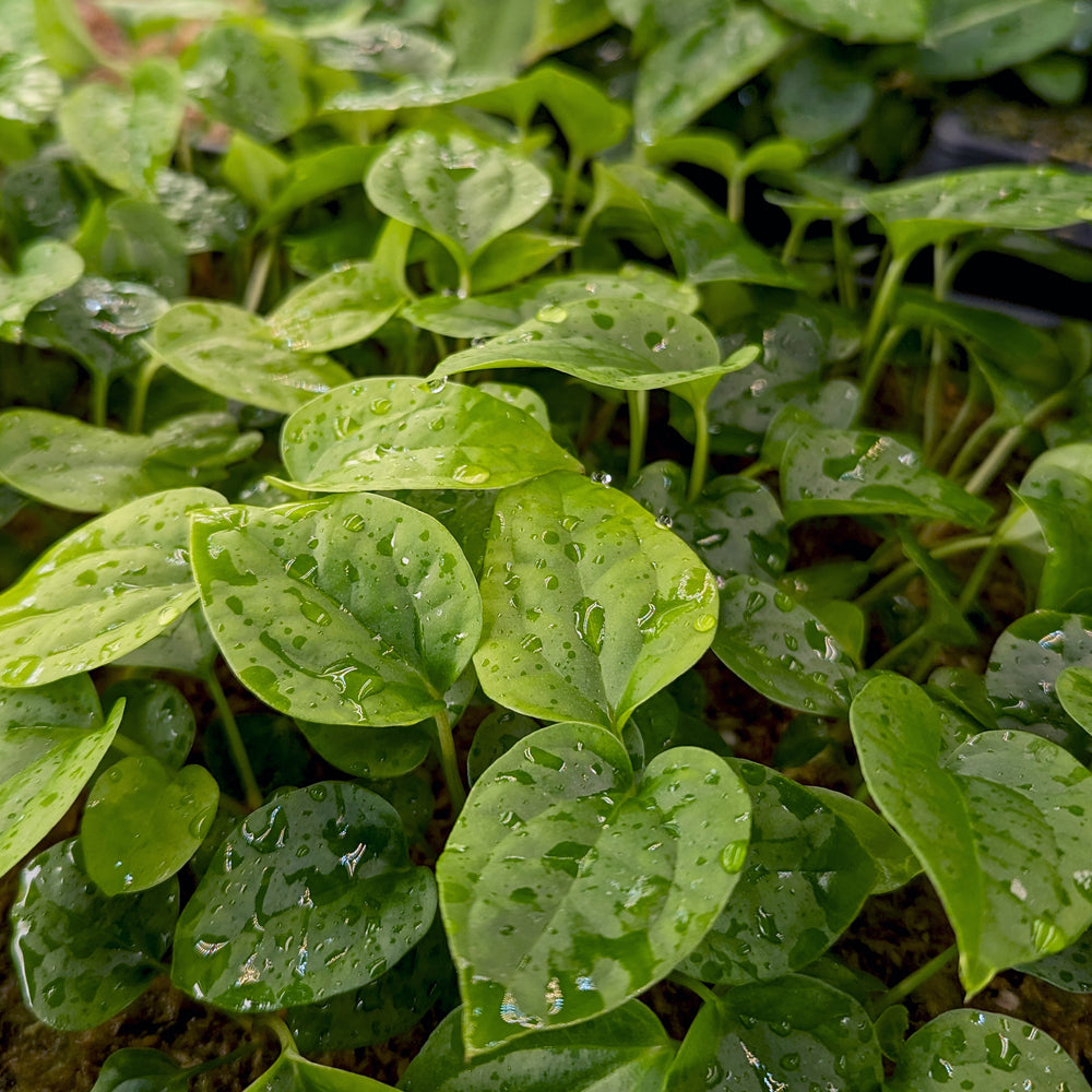 
                      
                        Anthurium magnificum x debilis, CAR-0369
                      
                    