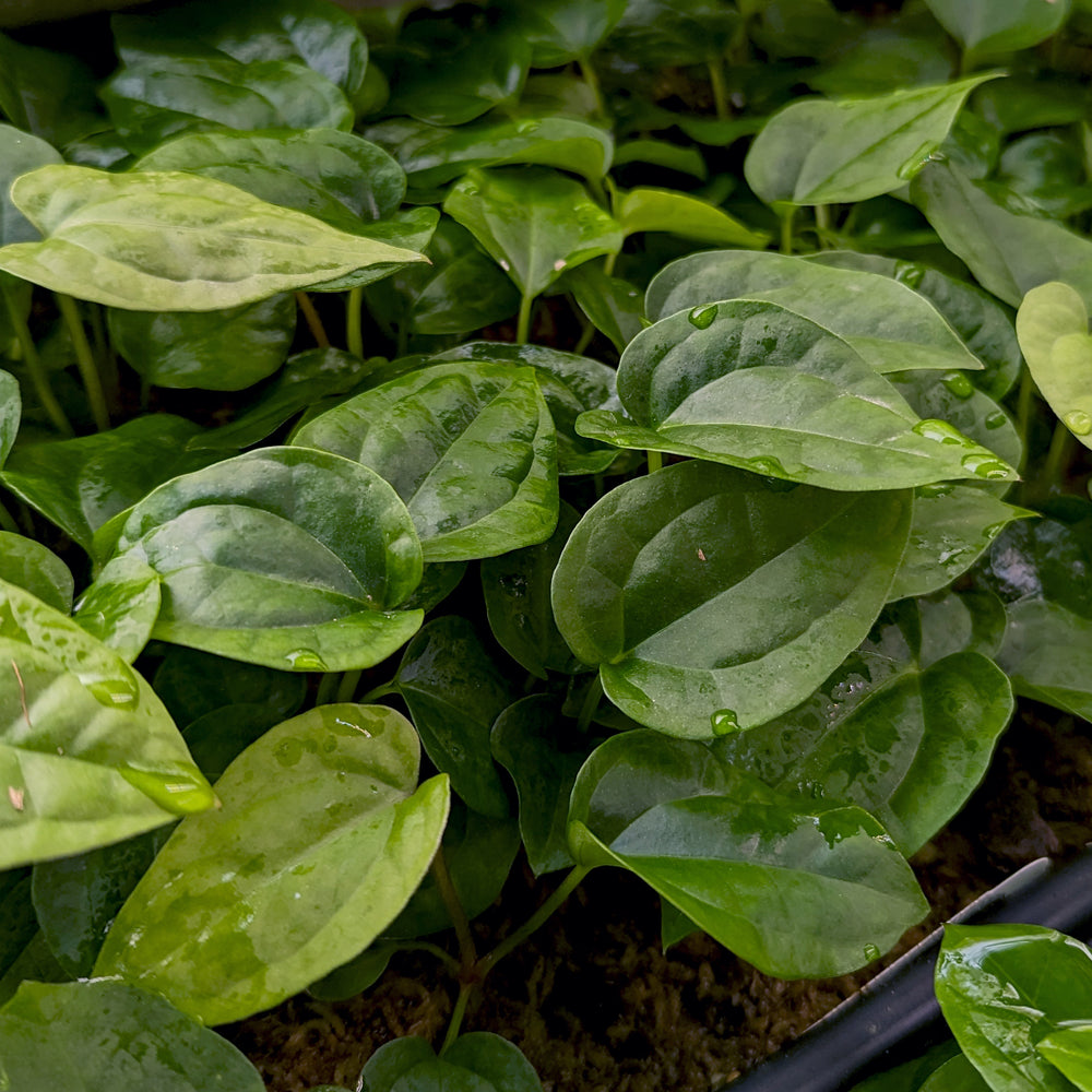 
                      
                        Anthurium magnificum x debilis, CAR-0369
                      
                    