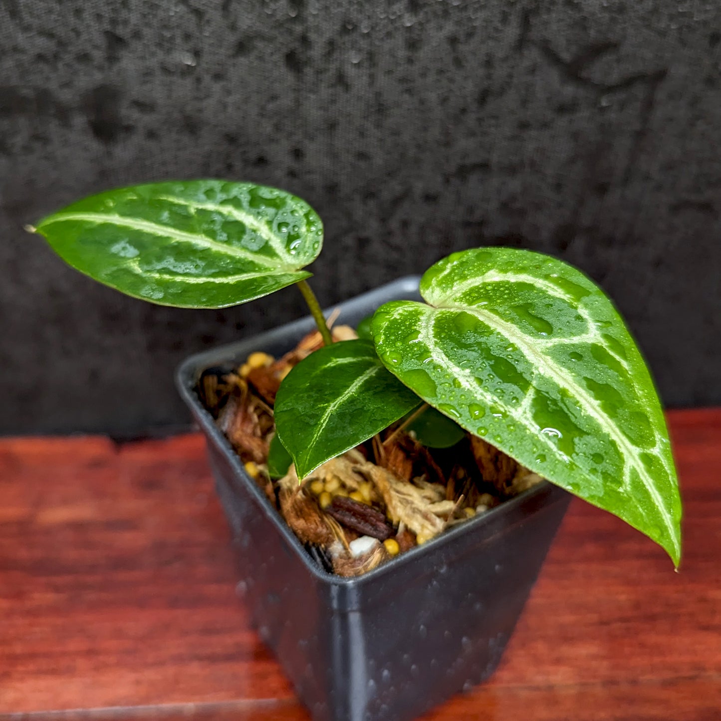 Anthurium 'Voss', CAR-0372