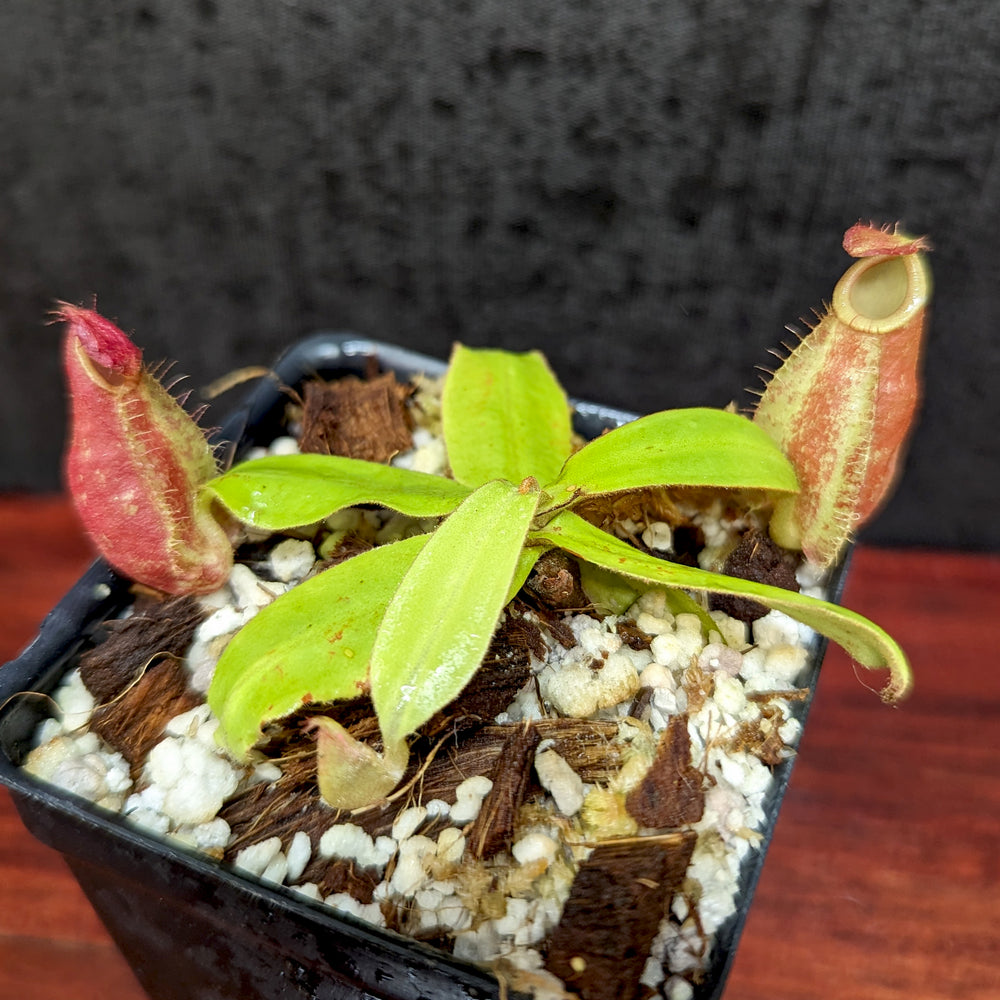 
                      
                        Nepenthes ampullaria purple striped (female x #1), CAR-0373
                      
                    