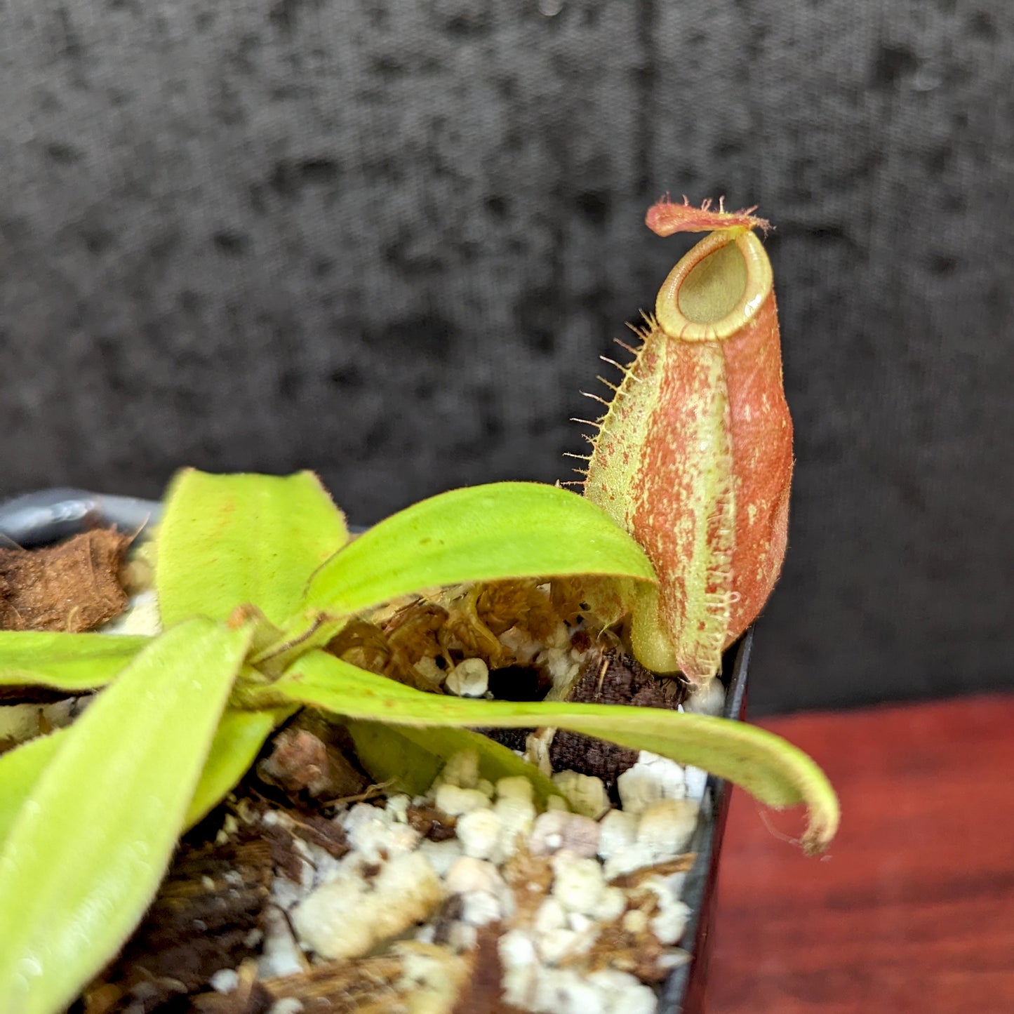 Nepenthes ampullaria purple striped (female x #1), CAR-0373