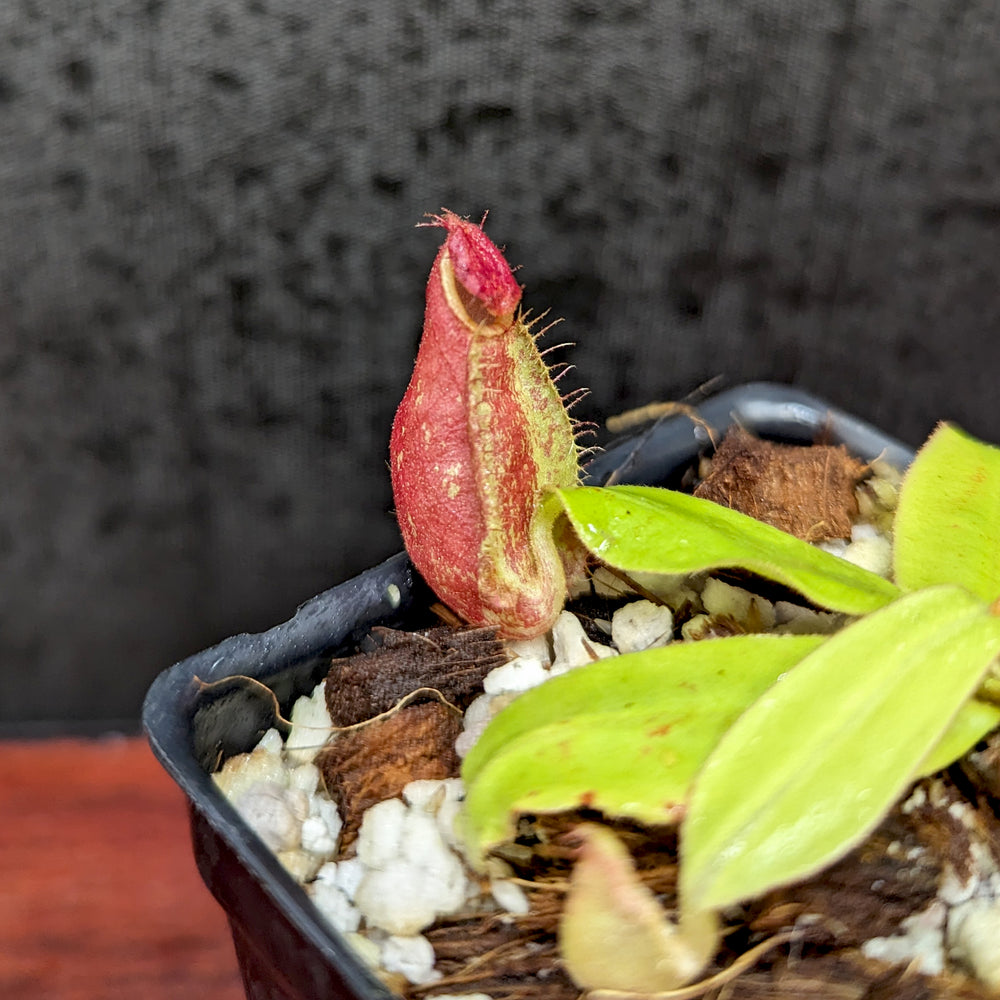 
                      
                        Nepenthes ampullaria purple striped (female x #1), CAR-0373
                      
                    