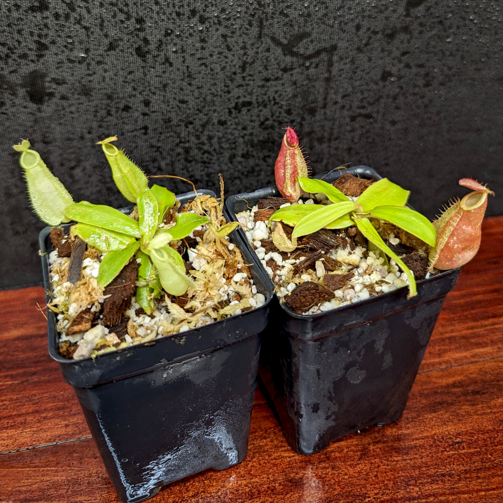 
                      
                        Nepenthes ampullaria purple striped (female x #1), CAR-0373
                      
                    