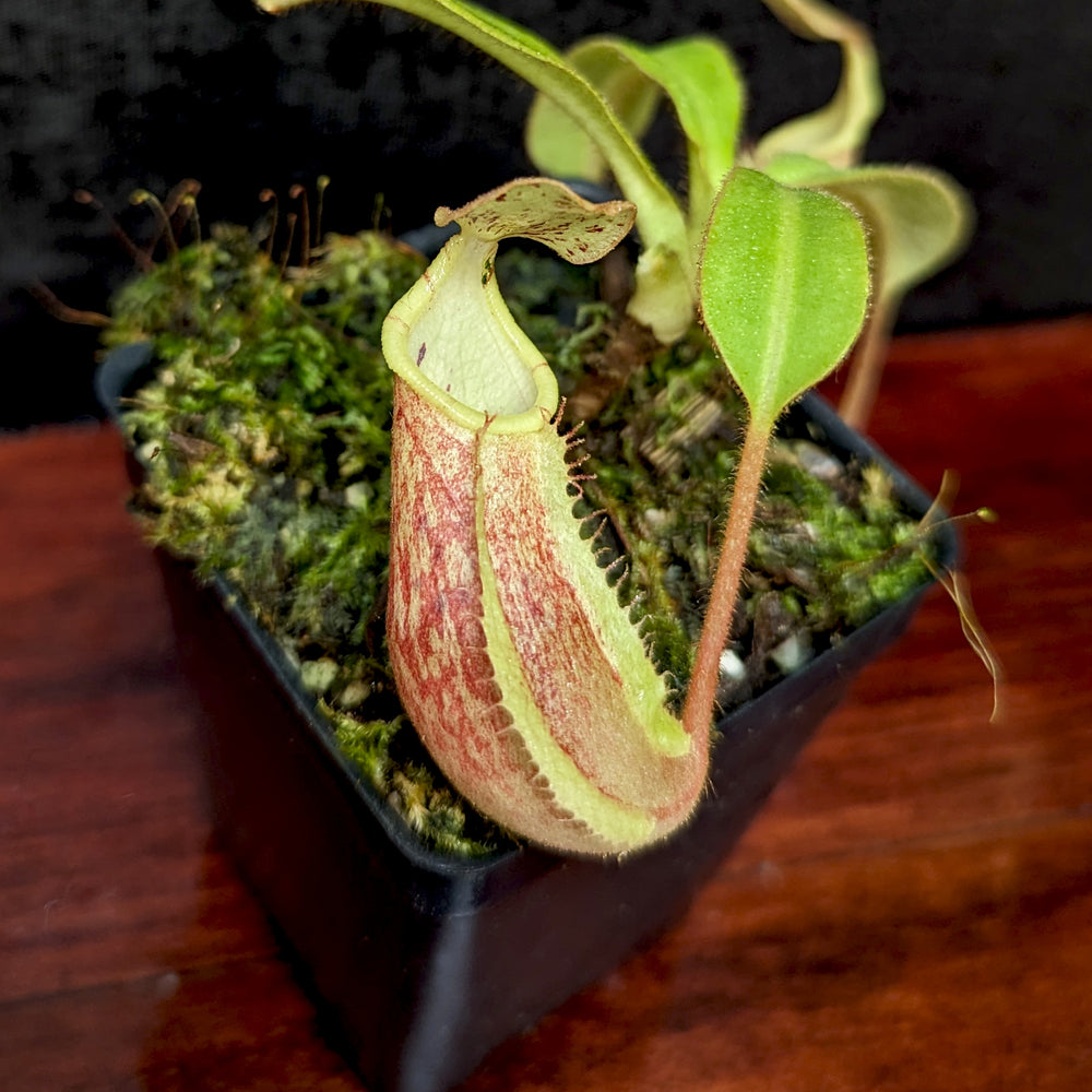 
                      
                        Nepenthes "Sunstride", CAR-0374
                      
                    