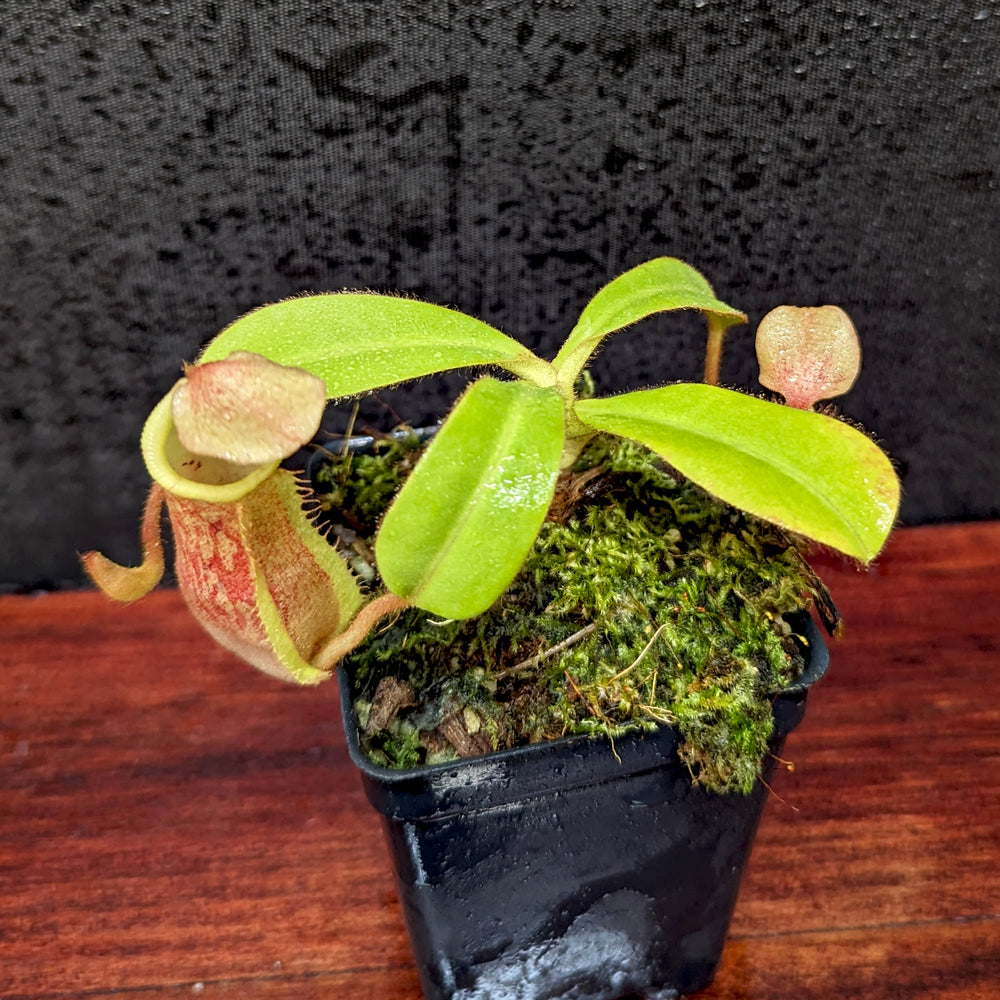 
                      
                        Nepenthes "Sunstride", CAR-0374
                      
                    