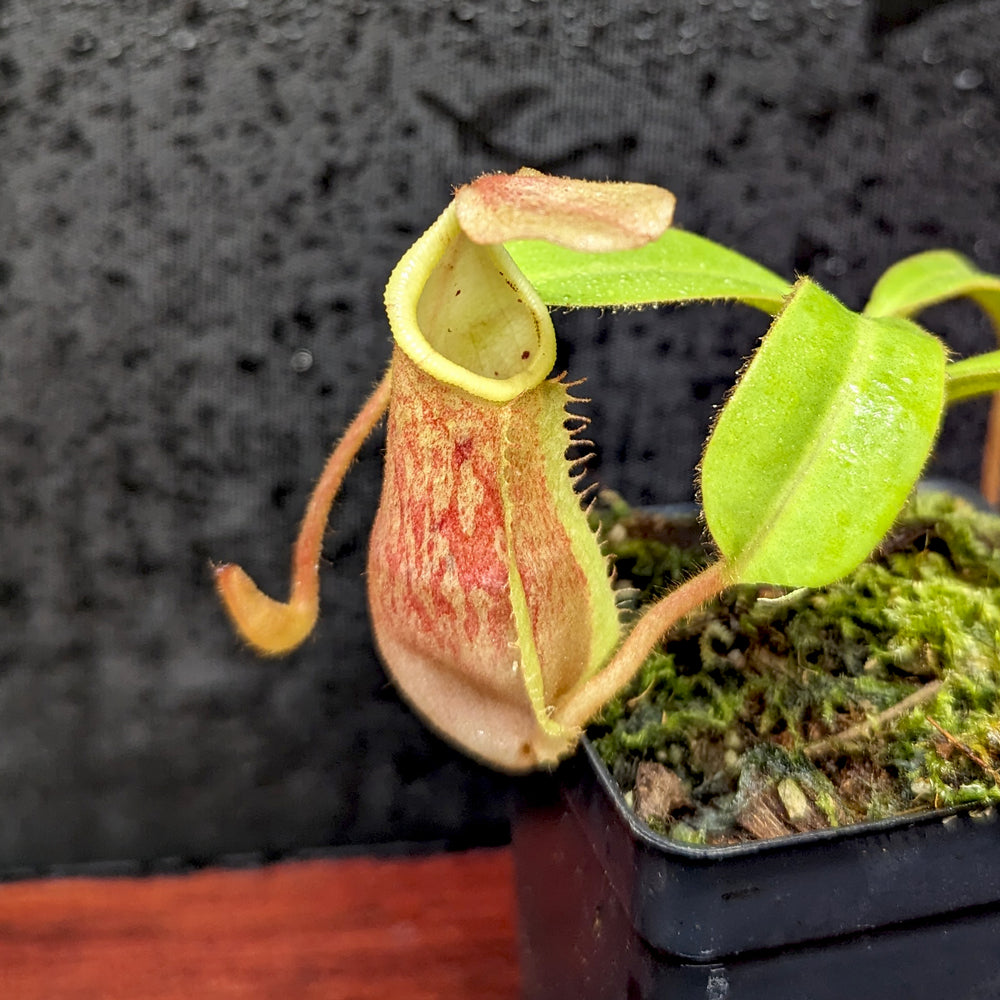 Nepenthes 