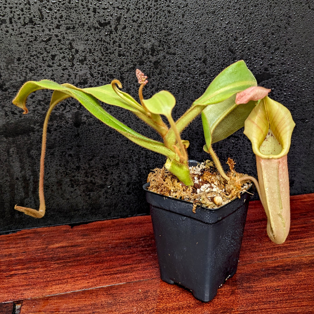 
                      
                        Nepenthes veitchii Bareo Highlands CK - Exact Plant 12/08/23
                      
                    