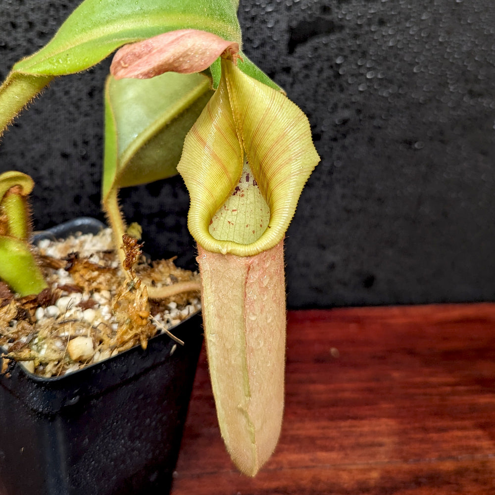 
                      
                        Nepenthes veitchii Bareo Highlands CK - Exact Plant 12/08/23
                      
                    