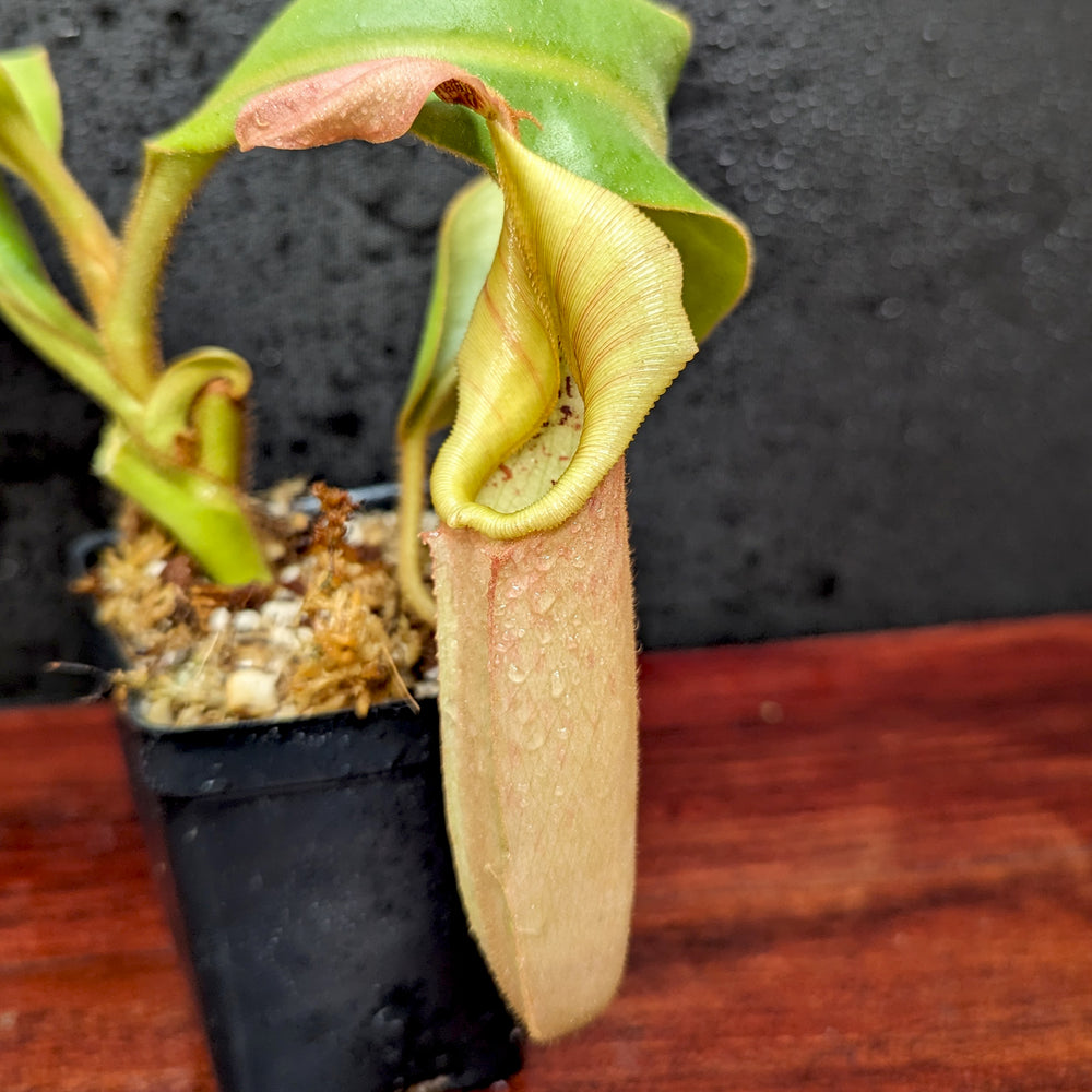 
                      
                        Nepenthes veitchii Bareo Highlands CK - Exact Plant 12/08/23
                      
                    