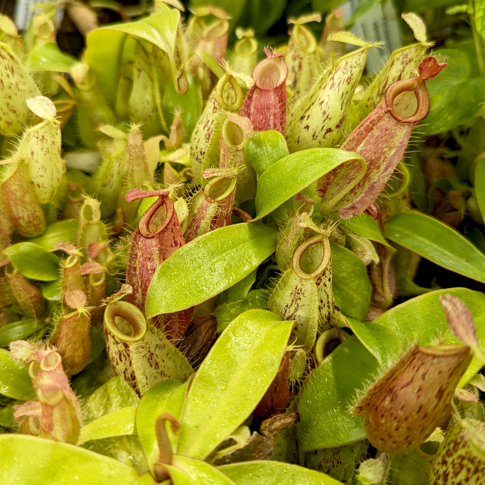 Nepenthes ampullaria [Tricolor x (William's Red x Harlequin)], CAR-0198