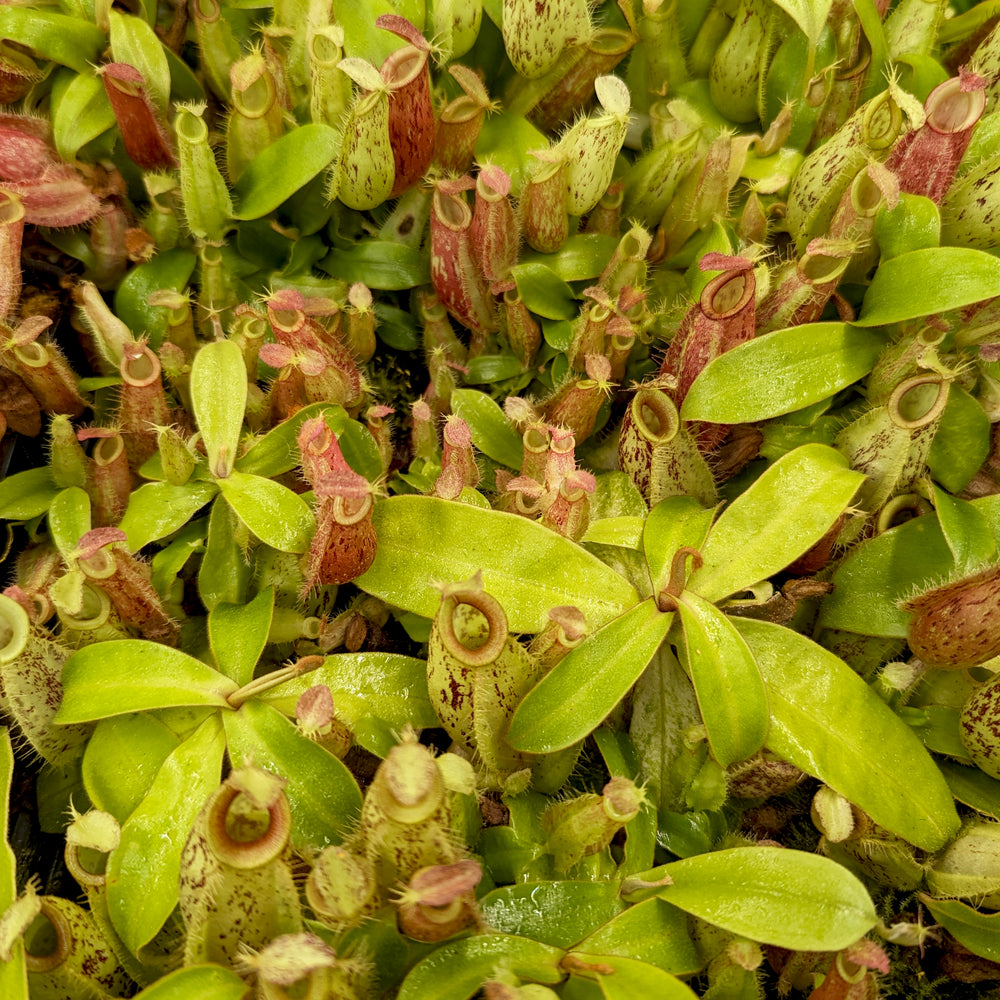 
                      
                        Nepenthes ampullaria [Tricolor x (William's Red x Harlequin)], CAR-0198
                      
                    