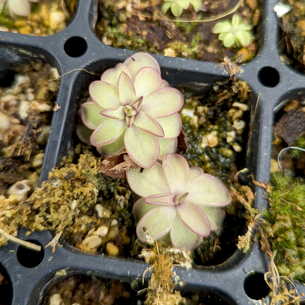 
                      
                        Pinguicula 'Seductora' Butterwort with small green leaves with pink edges, purple flower, easy to grow, carnivorous plant, gnat eating plant, house plant, collectors plant
                      
                    