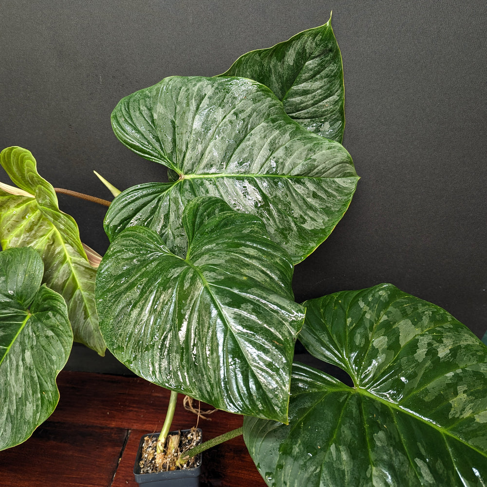 
                      
                        Philodendron Majestic (sodiroi x verrucosum)
                      
                    