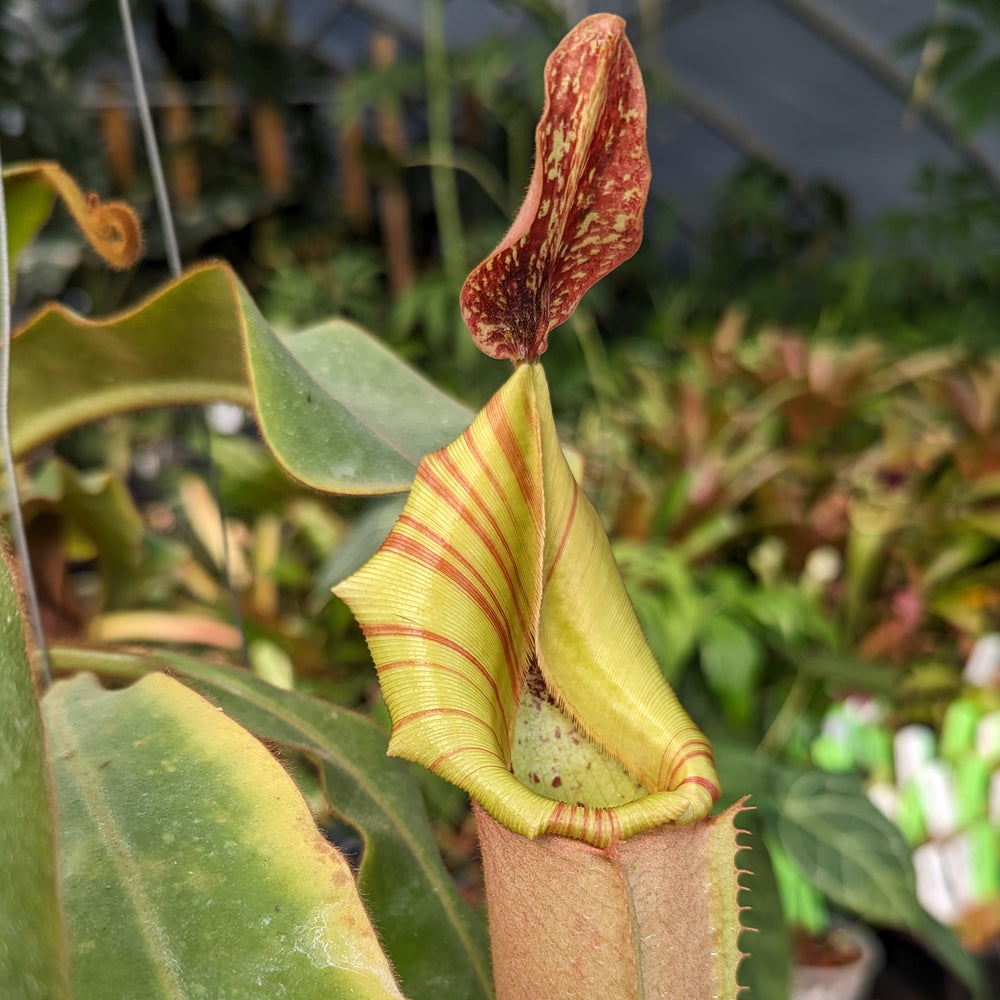 
                      
                        Nepenthes veitchii Bareo Highlands CK - Exact Plant 12/08/23
                      
                    