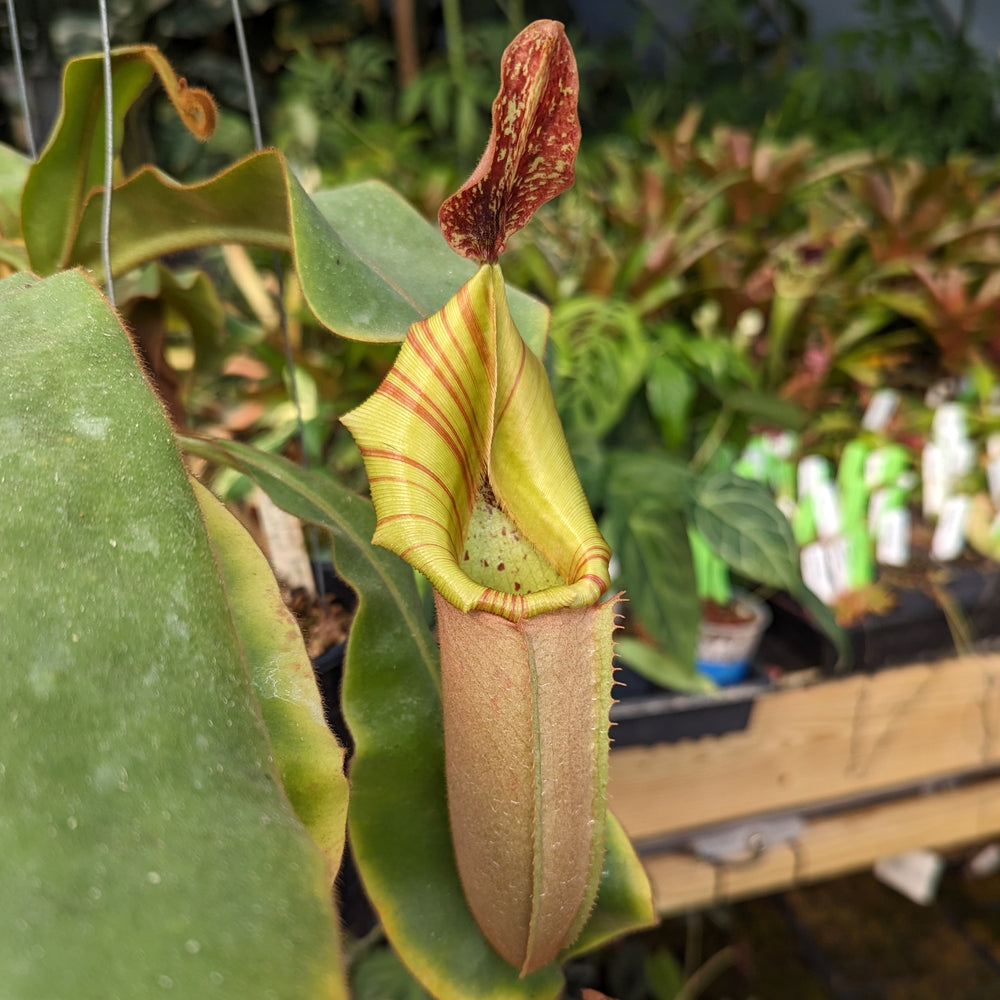 
                      
                        Nepenthes veitchii Bareo Highlands CK - Exact Plant 12/08/23
                      
                    