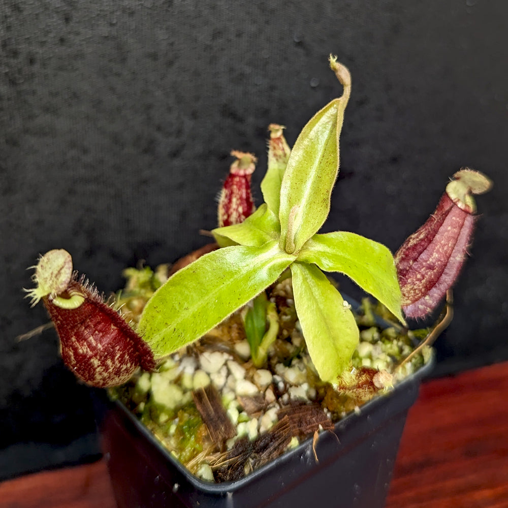 
                      
                        Nepenthes rafflesiana x ampullaria 'Black Miracle', CAR-0121, pitcher plant, carnivorous plant, collectors plant, large pitchers, rare plants 
                      
                    