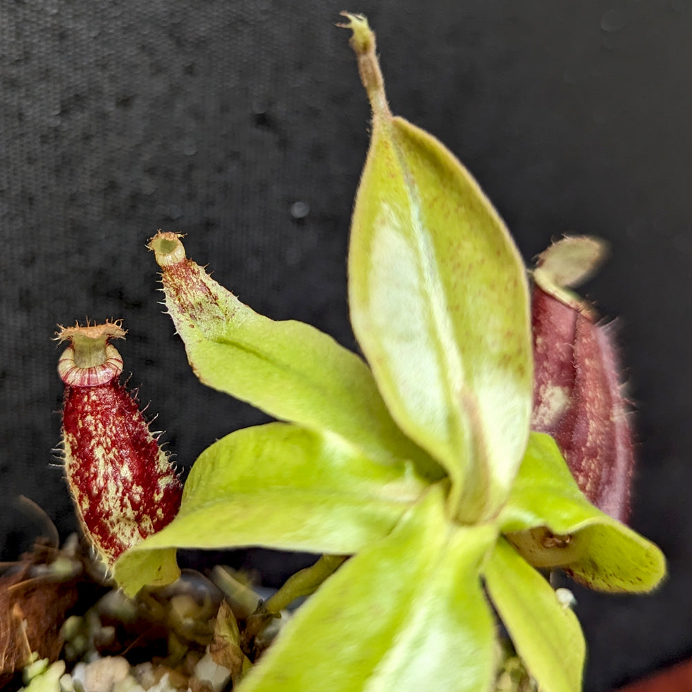 
                      
                        Nepenthes rafflesiana x ampullaria 'Black Miracle', CAR-0121, pitcher plant, carnivorous plant, collectors plant, large pitchers, rare plants 
                      
                    