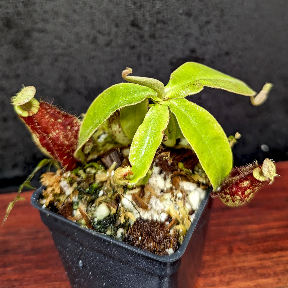 
                      
                        Nepenthes rafflesiana x ampullaria 'Black Miracle', CAR-0121, pitcher plant, carnivorous plant, collectors plant, large pitchers, rare plants 
                      
                    