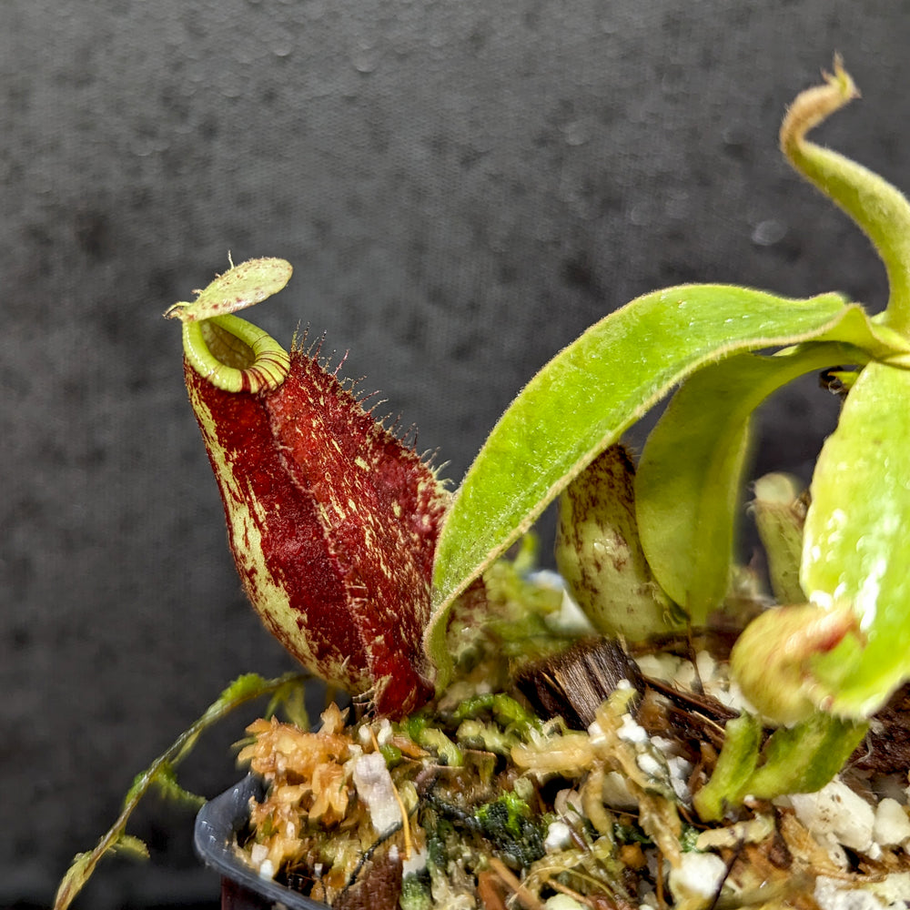 
                      
                        Nepenthes rafflesiana x ampullaria 'Black Miracle', CAR-0121, pitcher plant, carnivorous plant, collectors plant, large pitchers, rare plants 
                      
                    