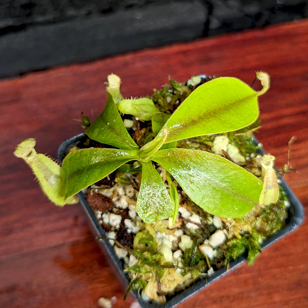 
                      
                        Nepenthes rafflesiana JB x veitchii (Murud x Candy Stripe), CAR-0375
                      
                    