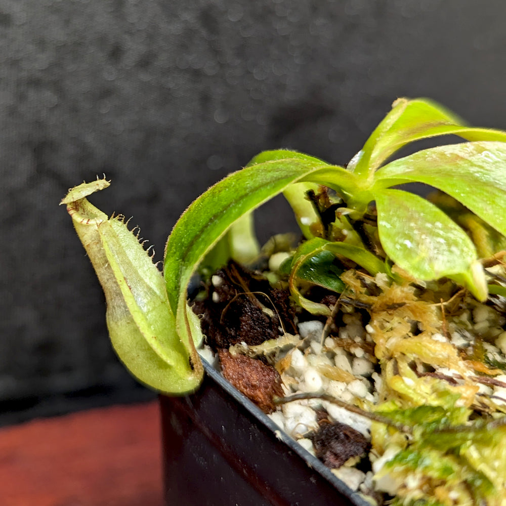 Nepenthes rafflesiana JB x veitchii (Murud x Candy Stripe), CAR-0375