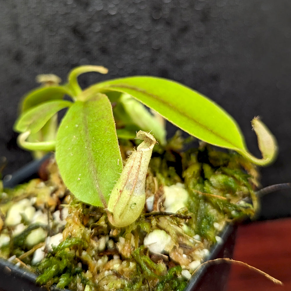 
                      
                        Nepenthes rafflesiana JB x veitchii (Murud x Candy Stripe), CAR-0375
                      
                    