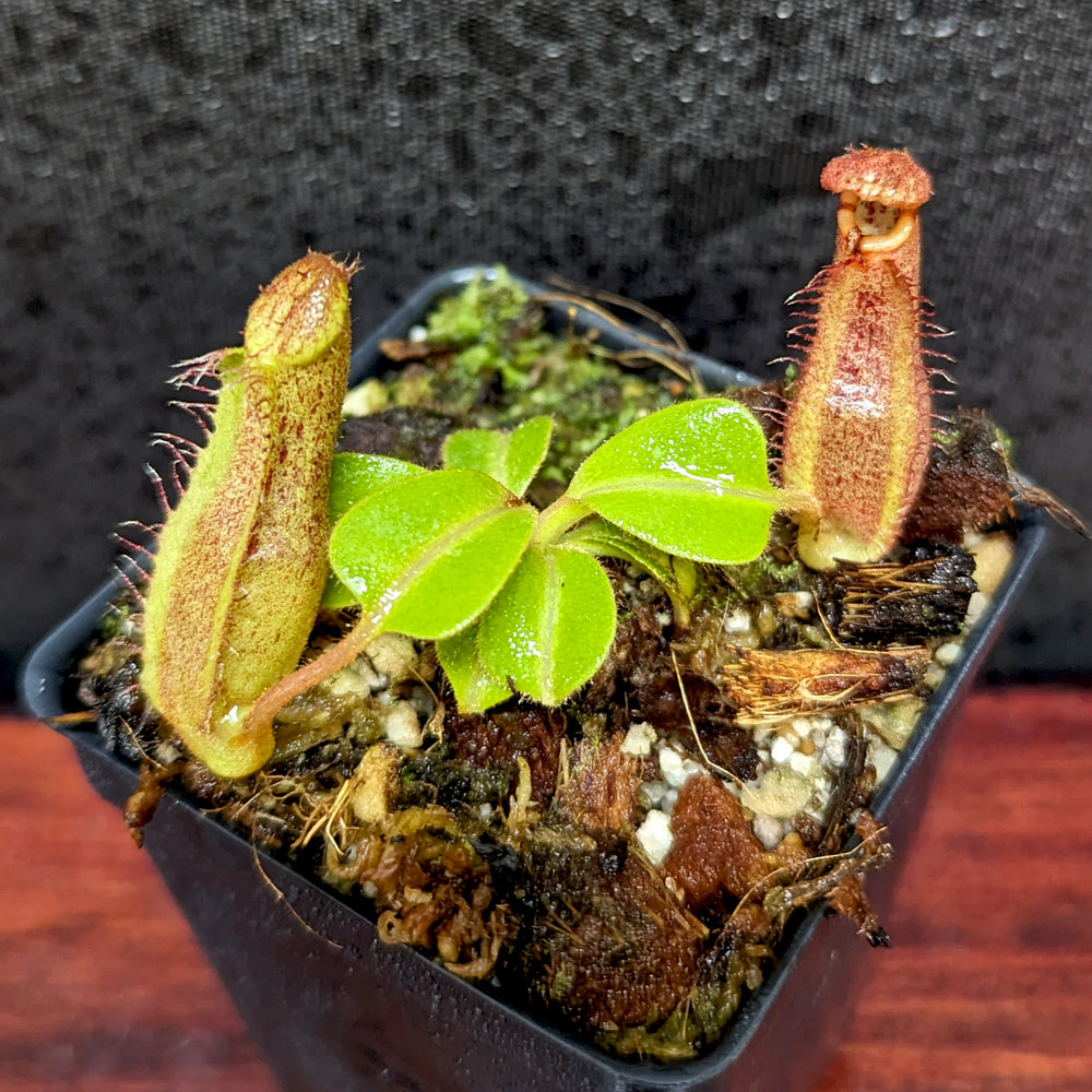 
                      
                        Nepenthes eymae EP x truncata (c) - Giant, CAR-0376
                      
                    