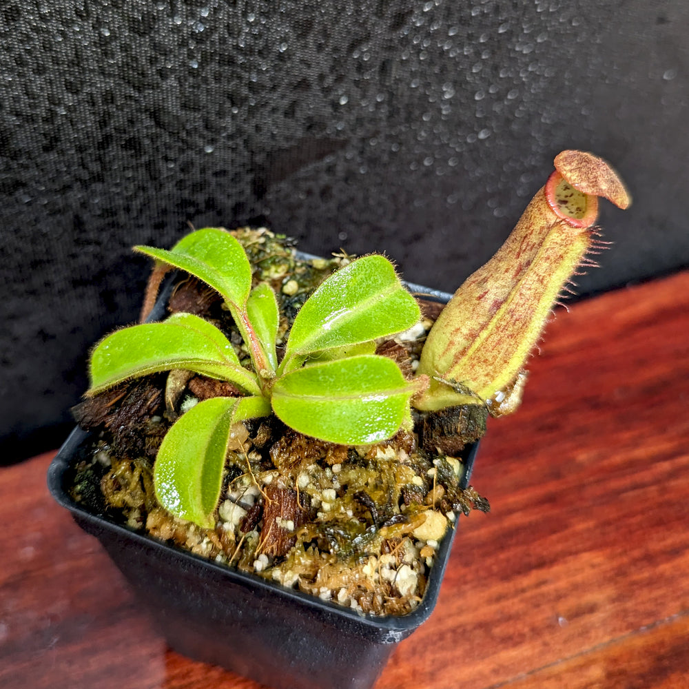 
                      
                        Nepenthes eymae EP x truncata (c) - Giant, CAR-0376
                      
                    