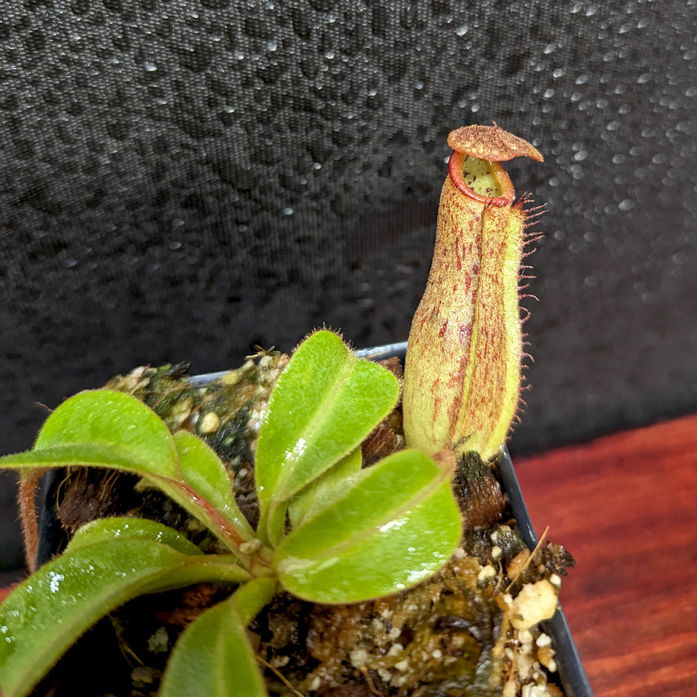 
                      
                        Nepenthes eymae EP x truncata (c) - Giant, CAR-0376
                      
                    