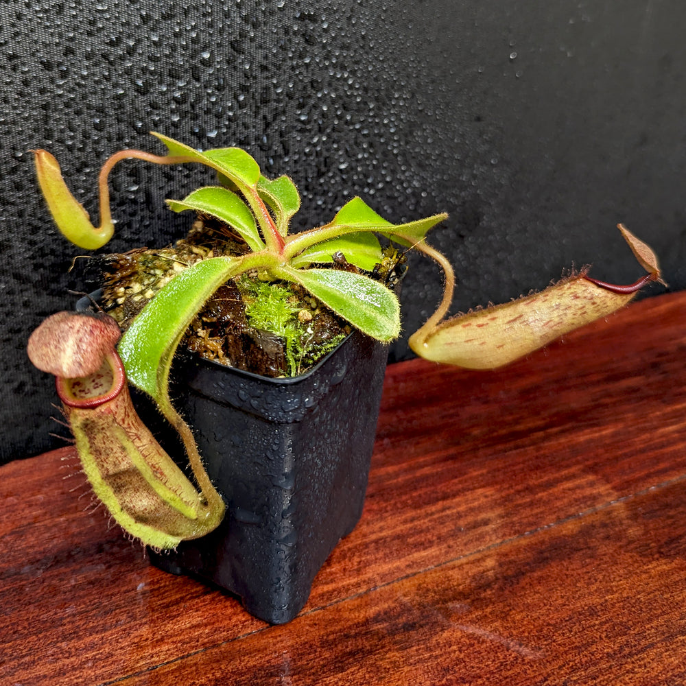 
                      
                        Nepenthes eymae EP x truncata (c) - Giant, CAR-0376
                      
                    