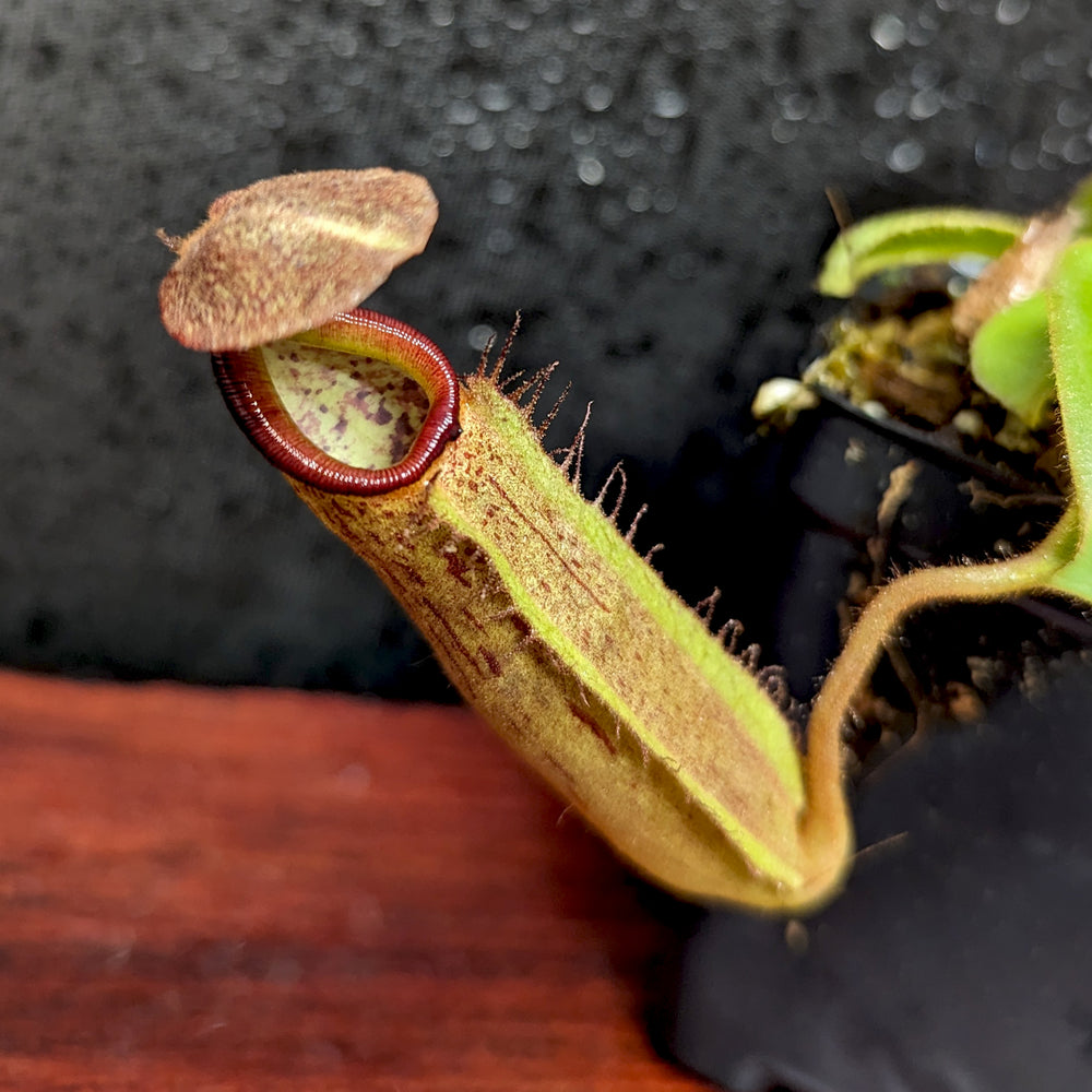 
                      
                        Nepenthes eymae EP x truncata (c) - Giant, CAR-0376
                      
                    