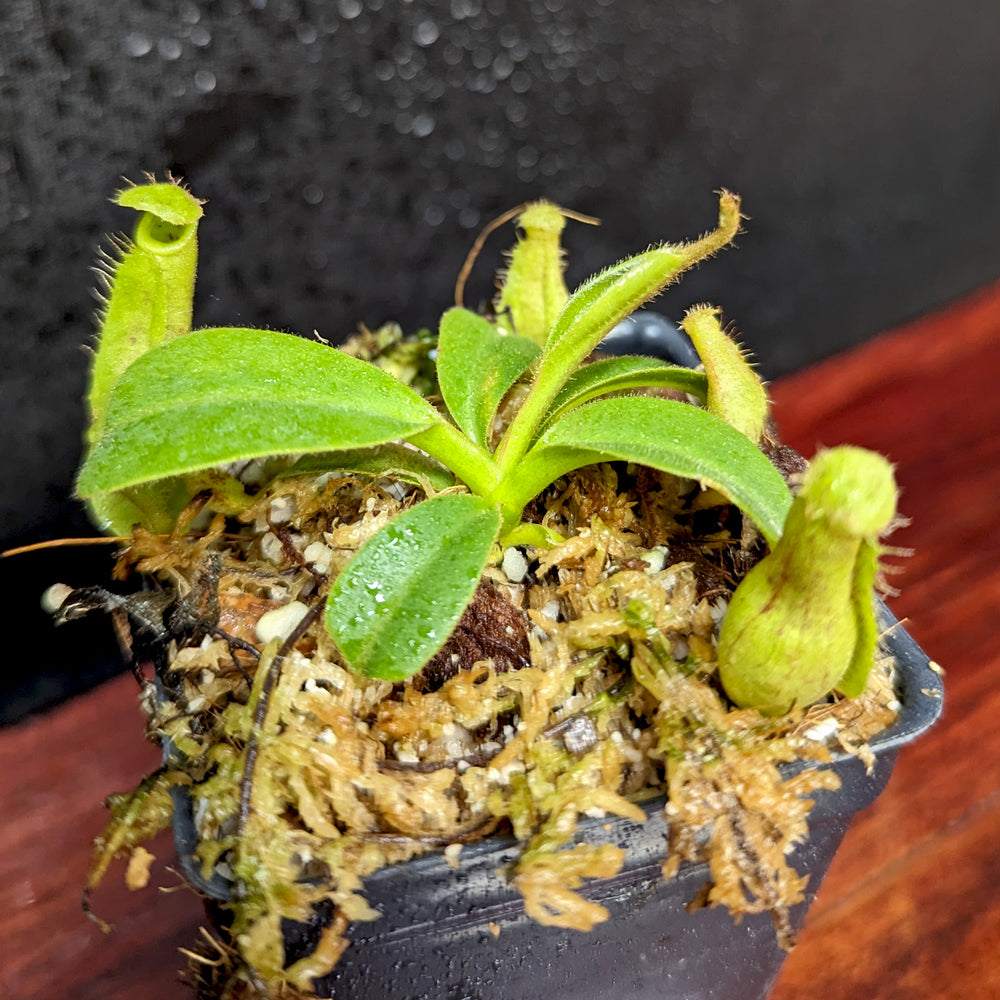 
                      
                        Nepenthes eymae EP x truncata (c) - Giant, CAR-0376
                      
                    