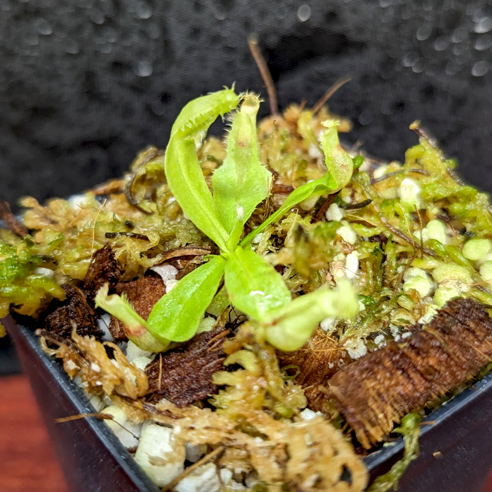 
                      
                        Nepenthes rafflesiana JB x platychila 'BE white', CAR-0377
                      
                    