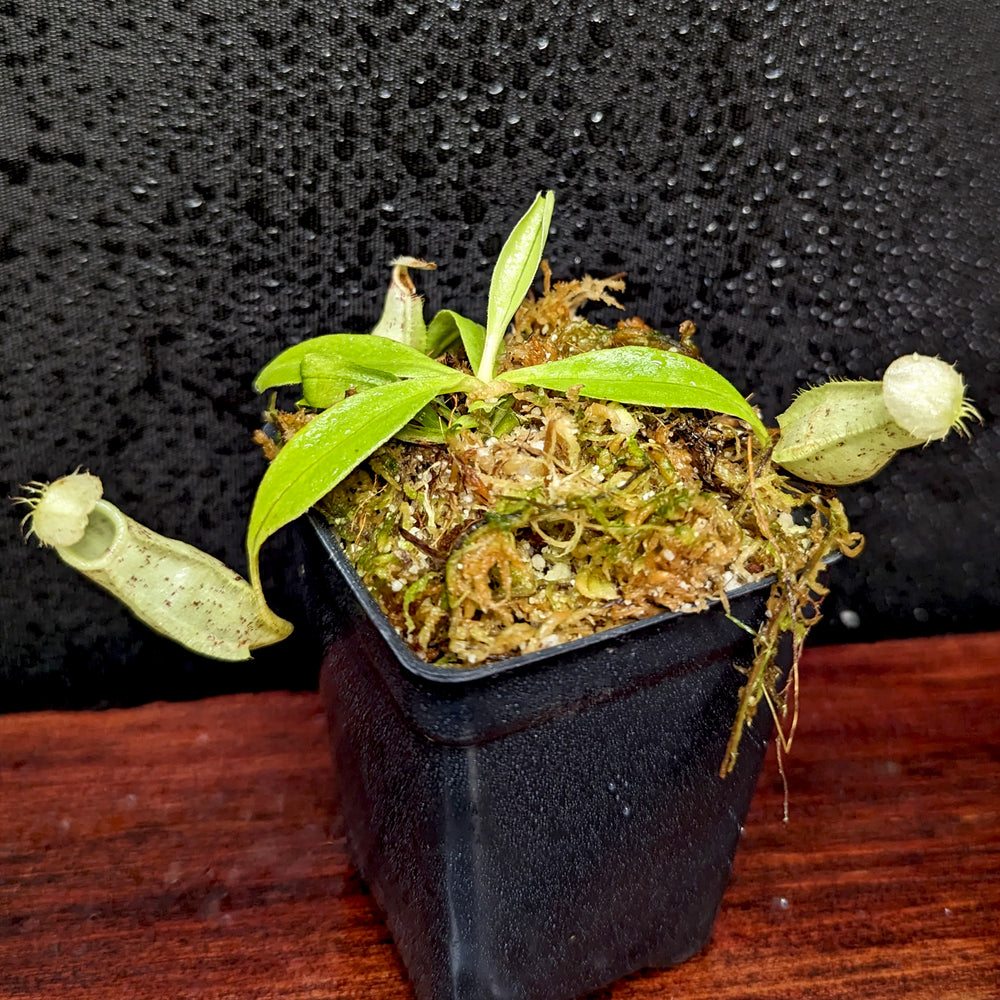 
                      
                        Nepenthes rafflesiana JB x platychila 'BE white', CAR-0377
                      
                    