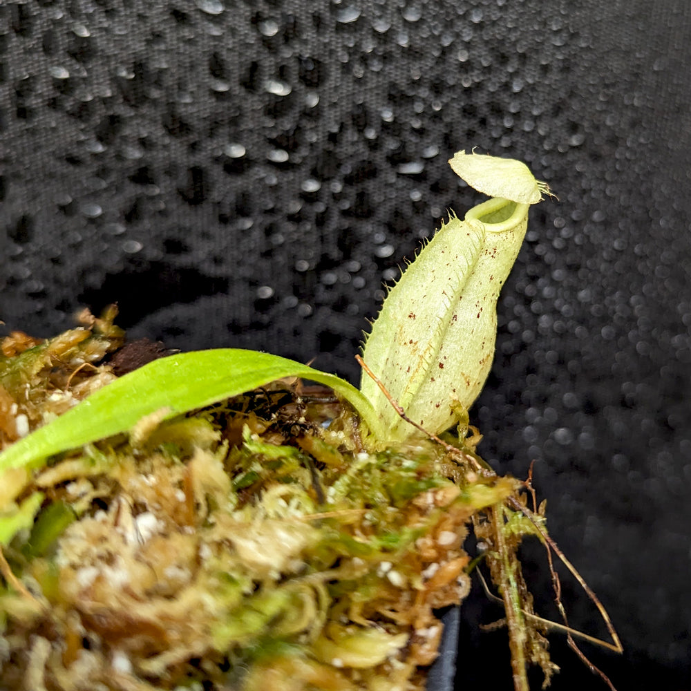 
                      
                        Nepenthes rafflesiana JB x platychila 'BE white', CAR-0377
                      
                    