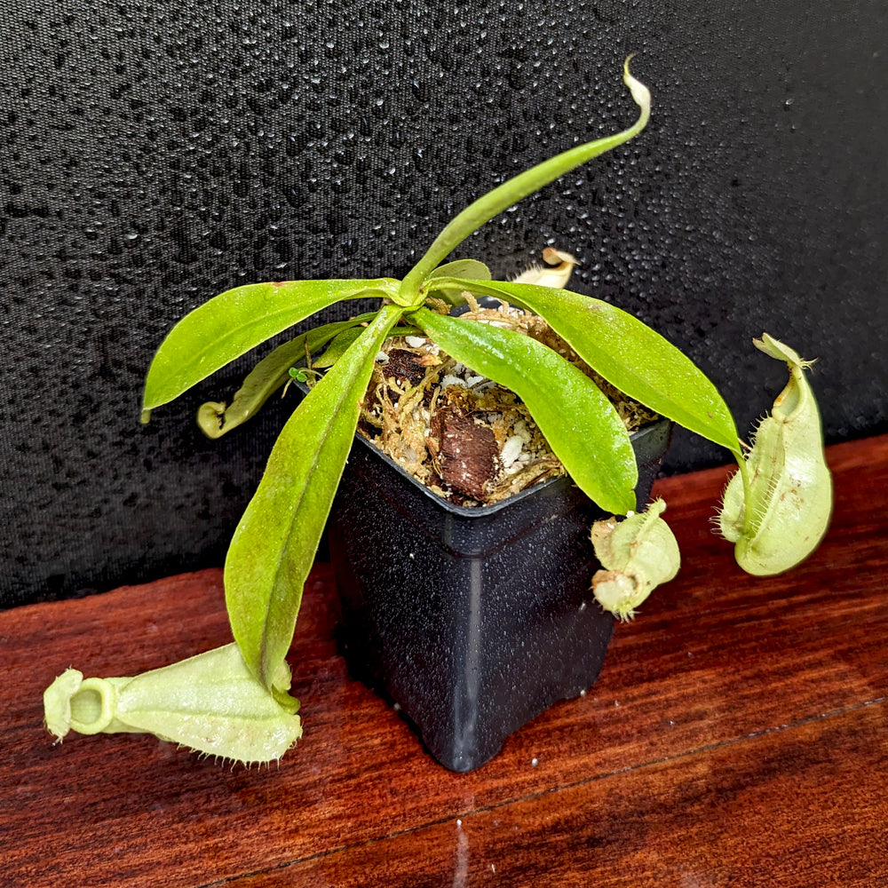 
                      
                        Nepenthes rafflesiana JB x platychila 'BE white', CAR-0377
                      
                    