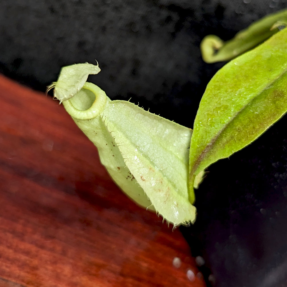 
                      
                        Nepenthes rafflesiana JB x platychila 'BE white', CAR-0377
                      
                    