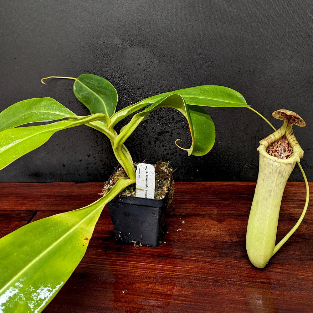 
                      
                        Nepenthes sibuyanensis "Patches" x truncata (c) - Giant, CAR-0029
                      
                    