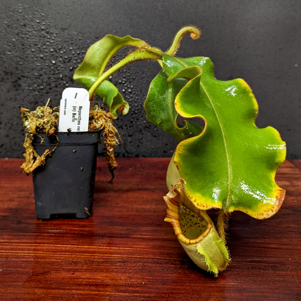 Nepenthes veitchii (m) Bario - Exact Plant