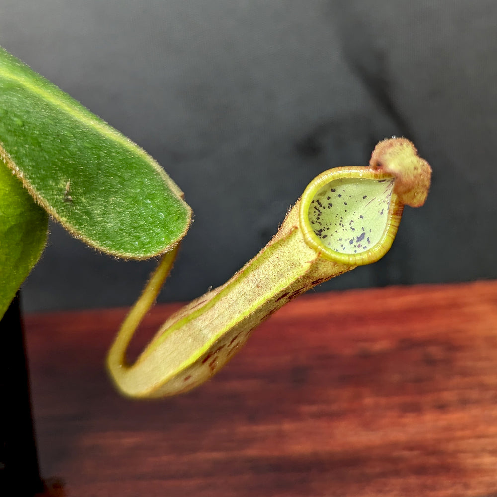 
                      
                        Nepenthes platychila x clipeata - Exact Plant
                      
                    